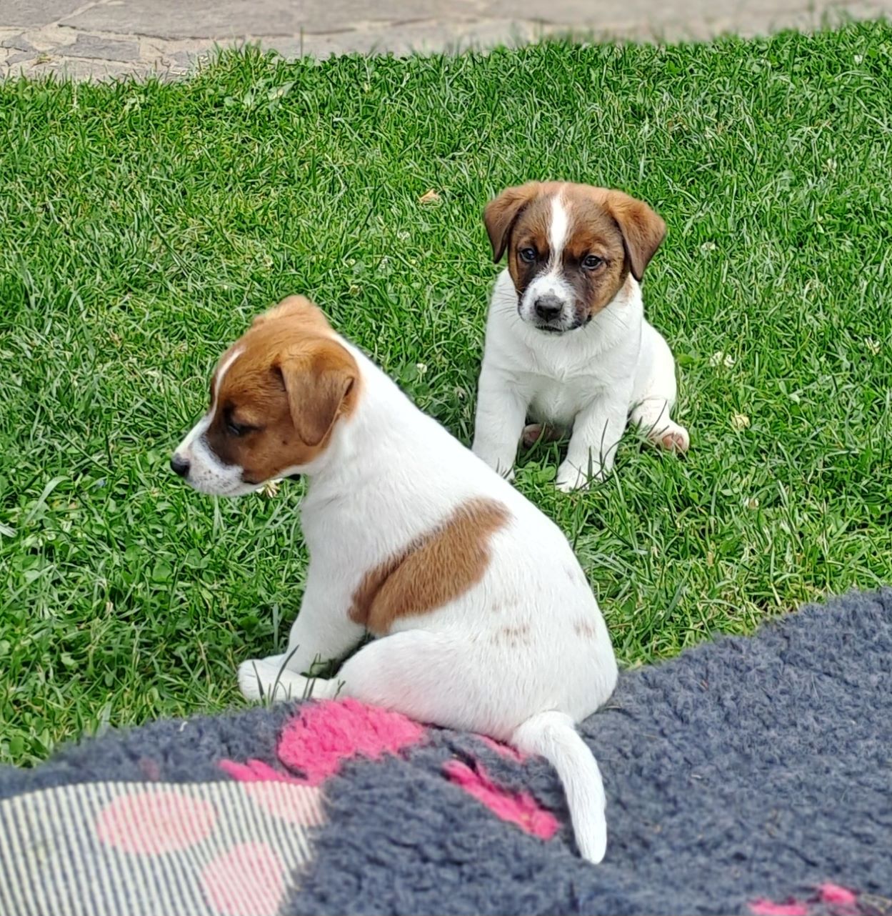 FRENKIE a FOXIE (2)