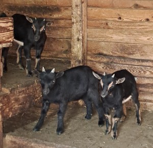 nina--norbert--nela.jpg