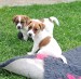 FRENKIE a FOXIE (1)